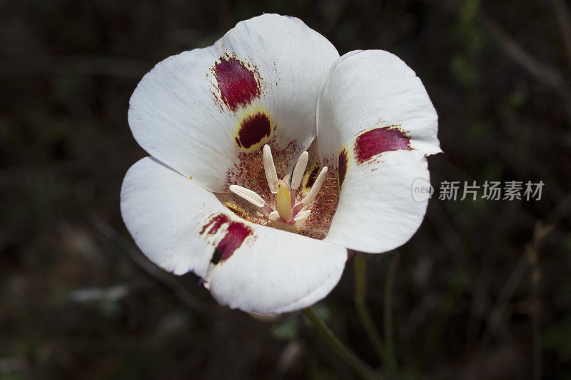 Calochortus venustus是百合科的一种开花植物，俗称蝴蝶百合。它是加州特有的。加州约塞米蒂国家公园。百合科。